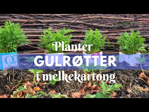 Video: Botaniske Egenskaper Og Varianter Av Gulrøtter