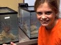 Lionfish Invasion: Protecting Our Ecosystems Through Innovative Research
