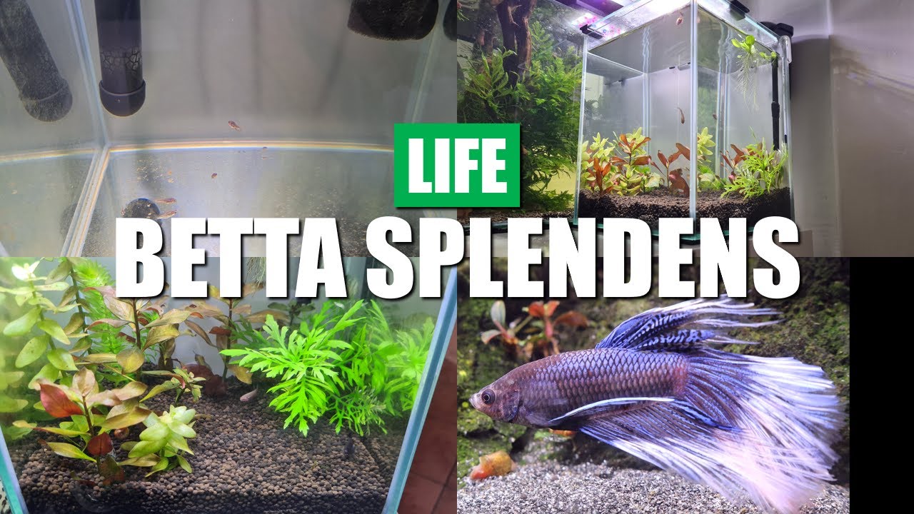 Betta splendens - Dorastanie bojownika od ikry do dorosłego - Relax Time odc. 5/5