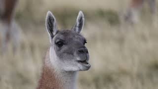 Guanaco Munching