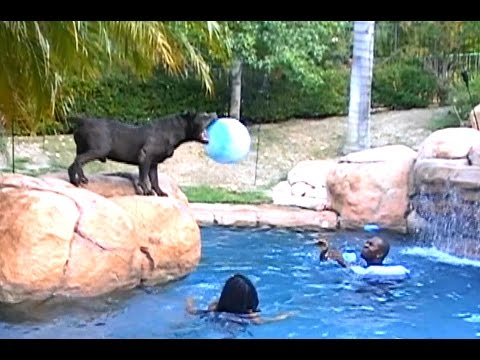 Largest Blue XL Bully pitbull plays volleyball!  CRAZY!