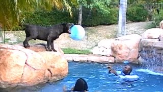Largest Blue XL Bully pitbull plays volleyball!  CRAZY!