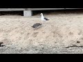 Seagull Crystal Cove |Bird Watching