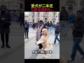 愛犬が二本足で歩き始めた…😱🐕
