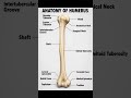 Did You Know? 🦴 The Humerus Is the Longest Bone in the Arm! | Anatomy of Humerus #Shorts #humerus