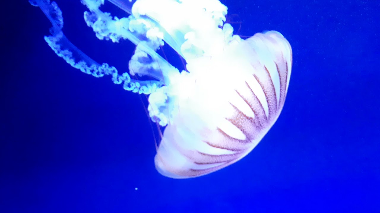 South American Sea Nettle (Chrysaora plocamia)