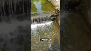 ENCONTRARAM A MINA DE OURO DOS PEIXES #pesca #pescaria #fishing #peixe #pescacombambu #lambari