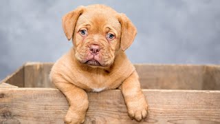 Details 10 Basic Behavior Training Tips For Puppies Update