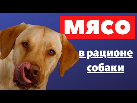 Мясо в рационе собаки. Какое мясо и как давать мясо собаке?