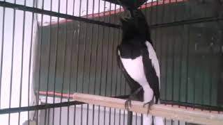 Download Lagu PANCINGAN kacer setelah MABUNG di jamin GACOR!! MP3