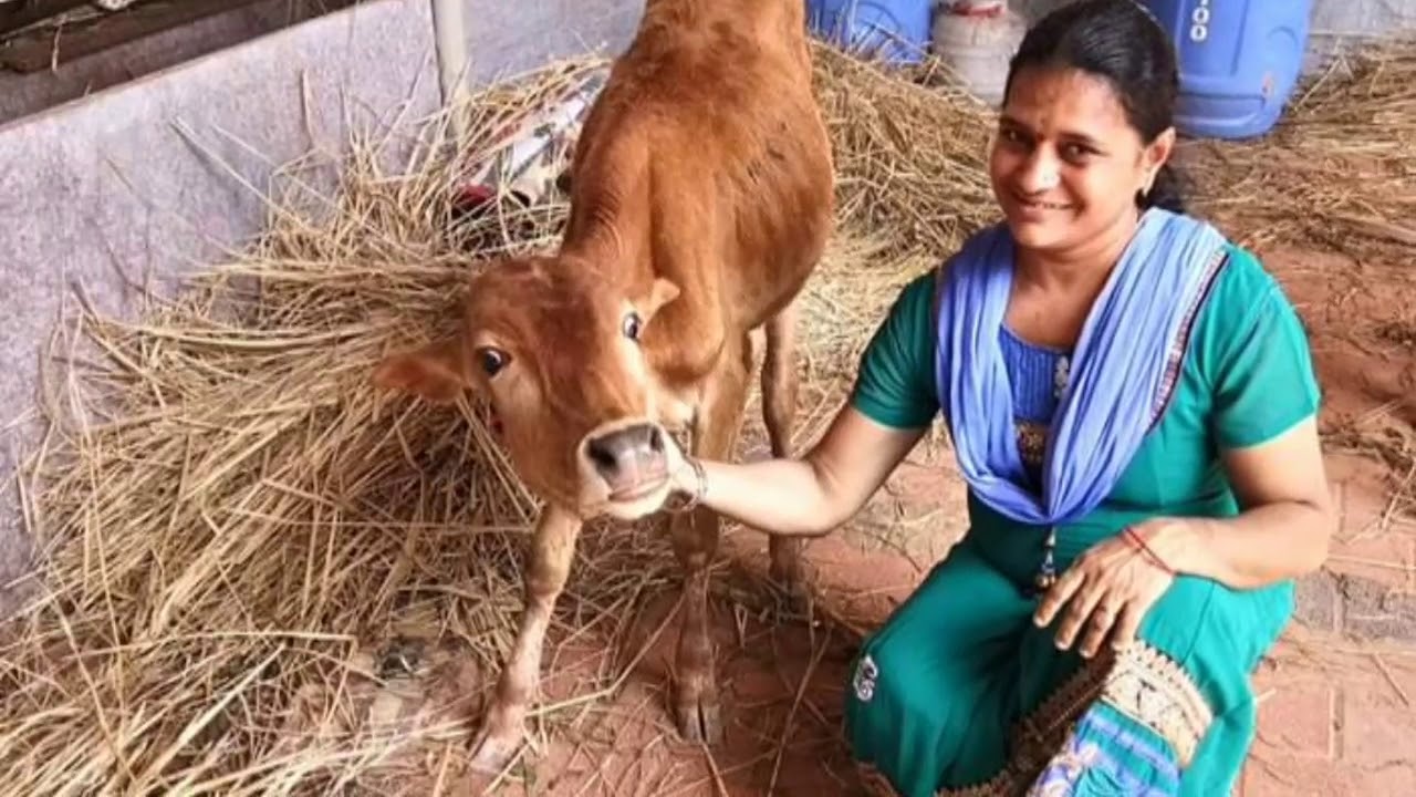 ಗೋ ಸ್ವರ್ಗ ಬಾನ್ಕುಳಿ ಮಠ ಸಿದ್ಧಾಪುರ ತಾಲೂಕು ಉತ್ತರಕನ್ನಡ Bankuli Matt ...