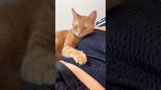 Real cat purring sounds #cat #cats