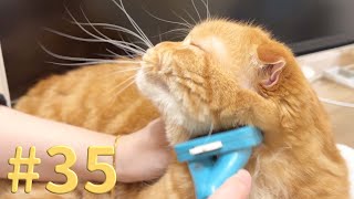 【たろちゃん#35】春の冬毛、収穫祭【猫】