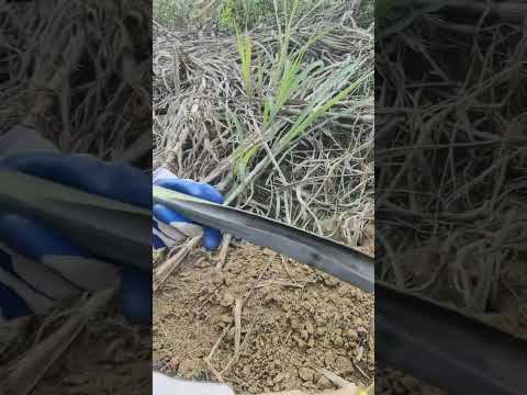 #farming #farmlife #agriculture #farmtok #organicfarming #noamanreaction