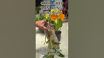 #shorts cách ghép lan rừng vào gỗ hiệu quả, bộ rễ ra tua tủa #lan_rung_lam_dong