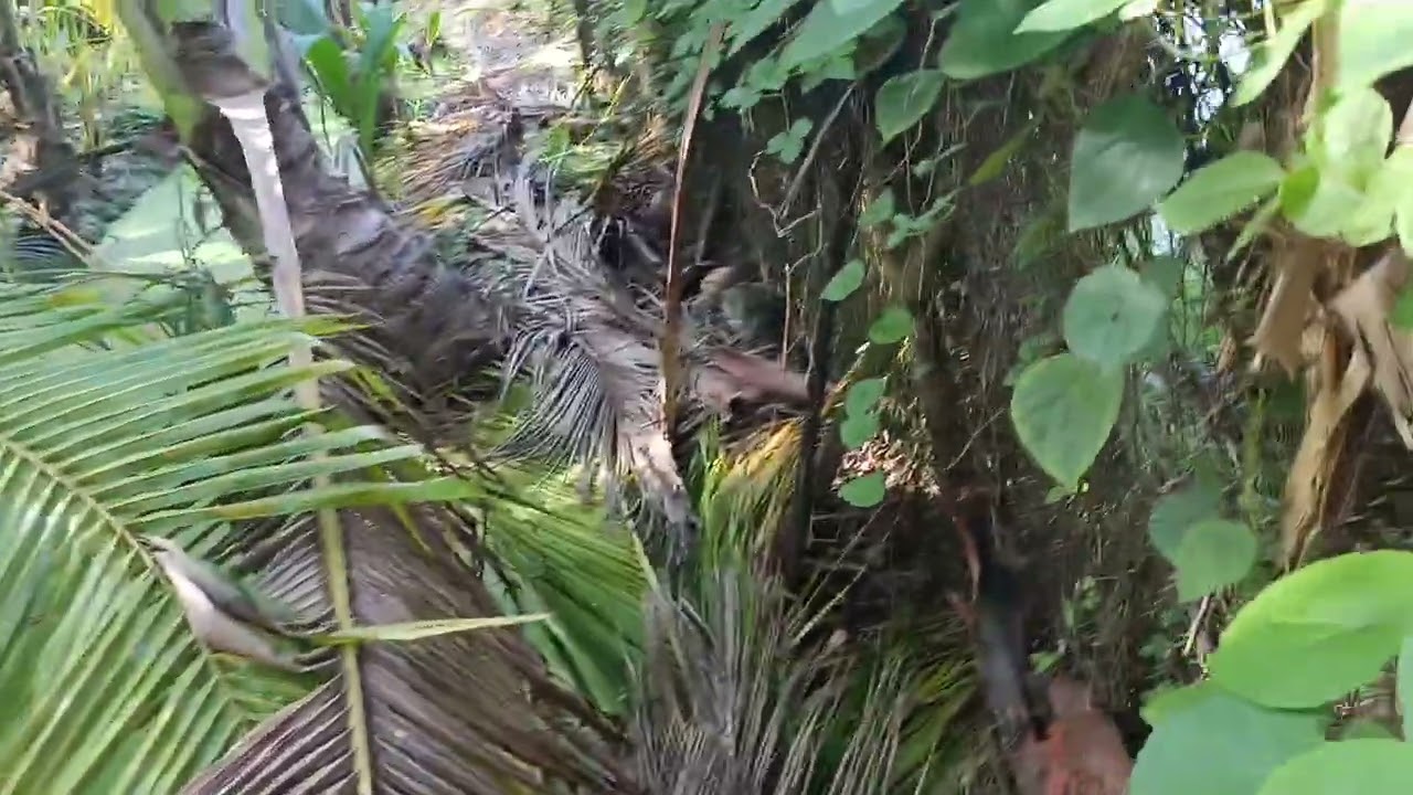 Đan thu hoạch củ hủ dưa