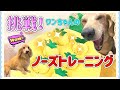 【ミルパル】ワンちゃんのノーズワークトレーニングで嗅覚全開！！ | Nosework train!