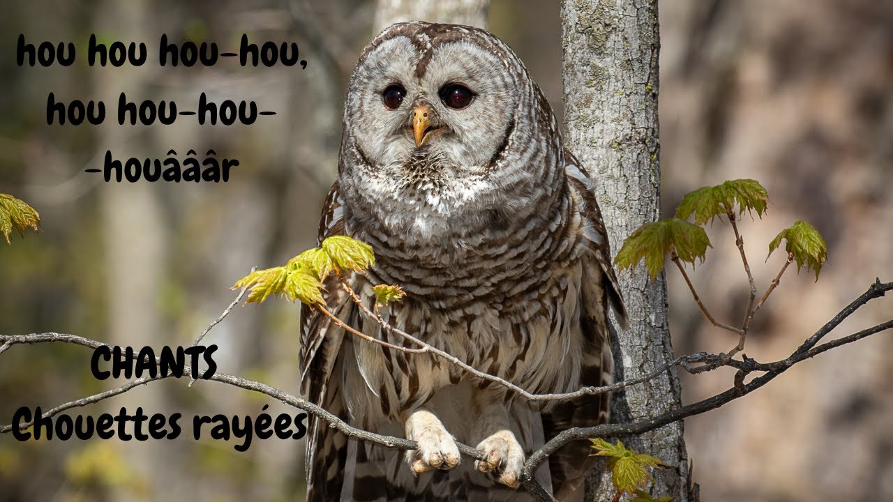 Étranges CHANTS et CRIS de la Chouette rayée.