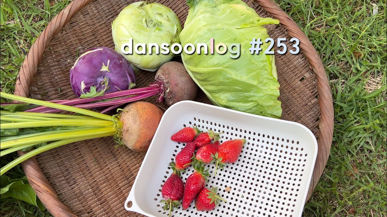 SUB 단순로그253  작지만 알차고 소중한 첫 수확, 소소한 시골 텃밭 Vlog