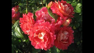 :     .    , rozarium.biz