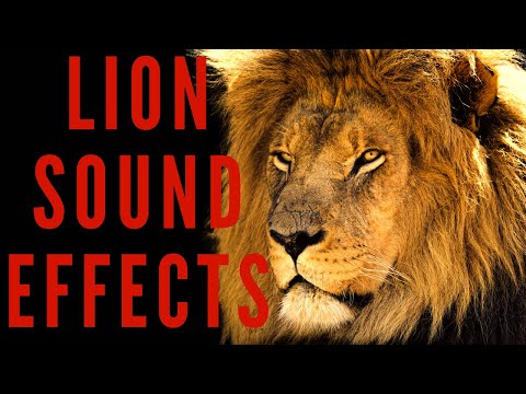 Lion Loud Roar Sounds - intense lion roaring sounds