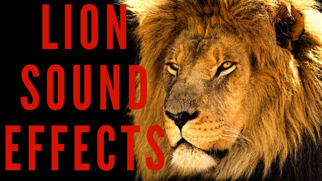 LION SOUND EFFECTS - Lion Roar Sound 