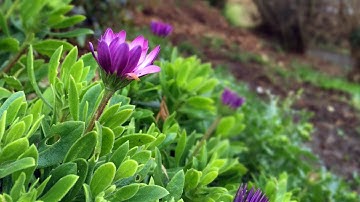 Depth of Field Techniques on an iPhone: iPhoneography with Nicki Fitz-Gerald