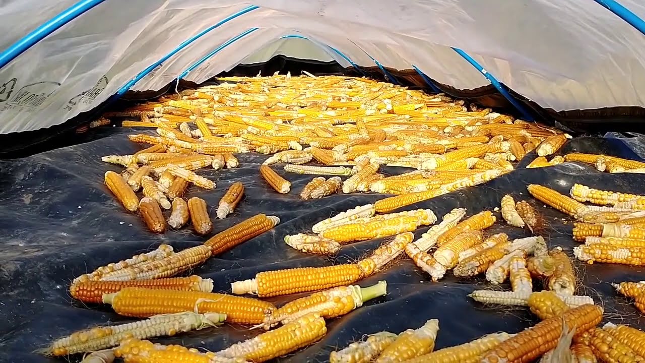 Flint Corn in Maine YouTube