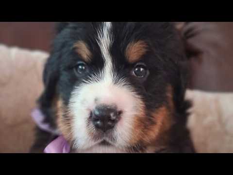 A DOG! [Intro for Sponsors #91]