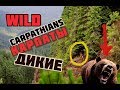 ДИКИЕ КАРПАТЫ  WILD CARPATHIANS