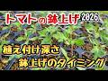 【トマト】鉢上げ時のポイント(タイミング、ポットの大きさ、植け付け深さ等)