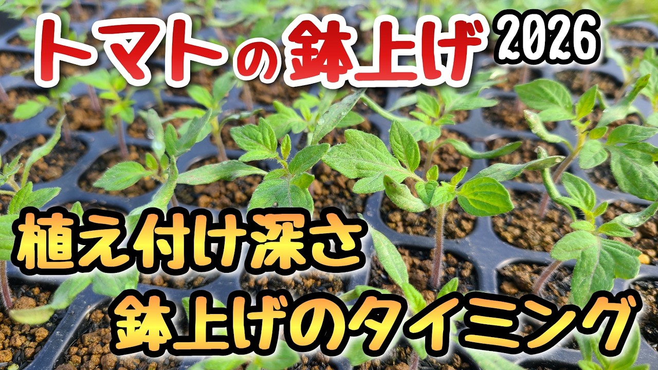 Tomatoes] Key points when transplanting (timing, pot size