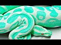 15 Most Beautiful Snakes In The World