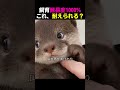 この可愛さなら全部許せる🥺 カワウソの愛情が重すぎる件のサムネイル