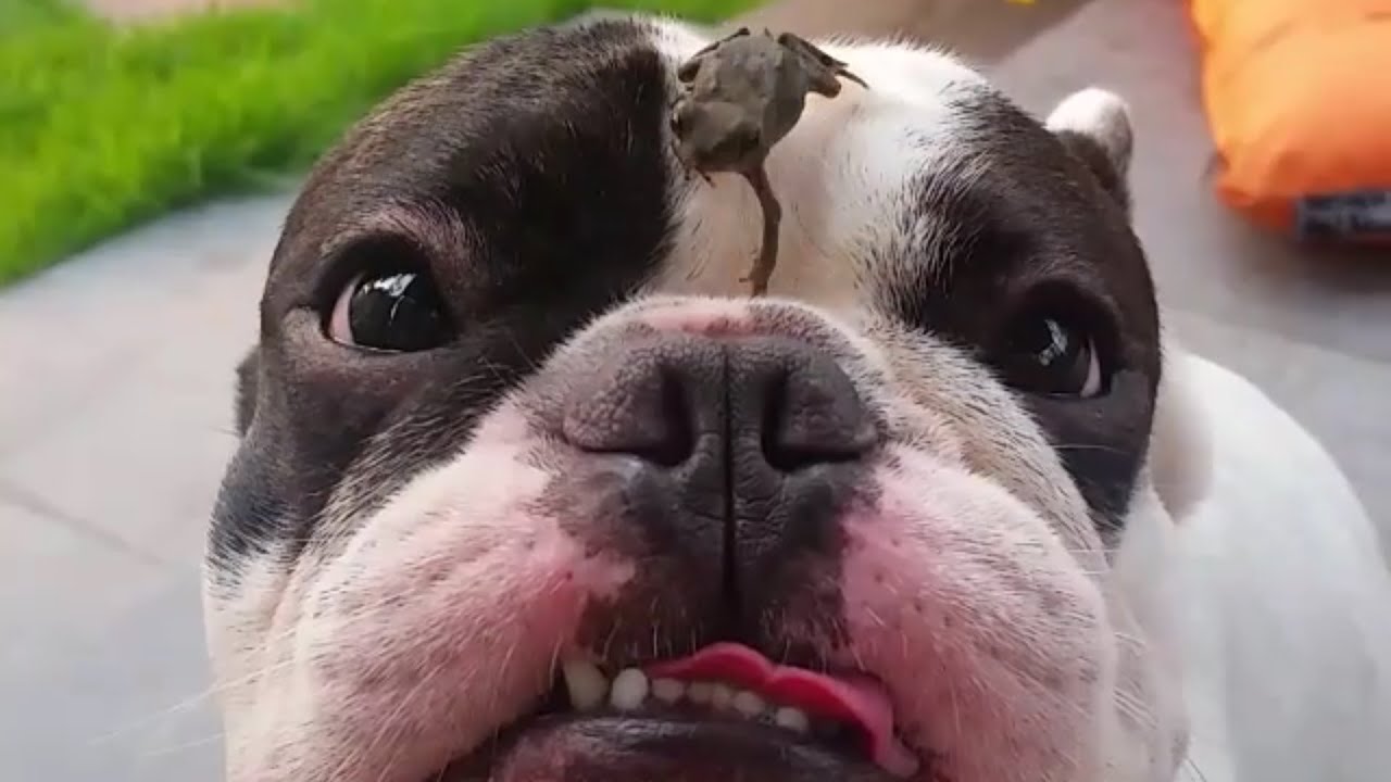 Frog Hangs Out on French Bulldog's Face YouTube