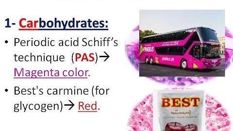 introduction to histology 2: staining and microscopy
