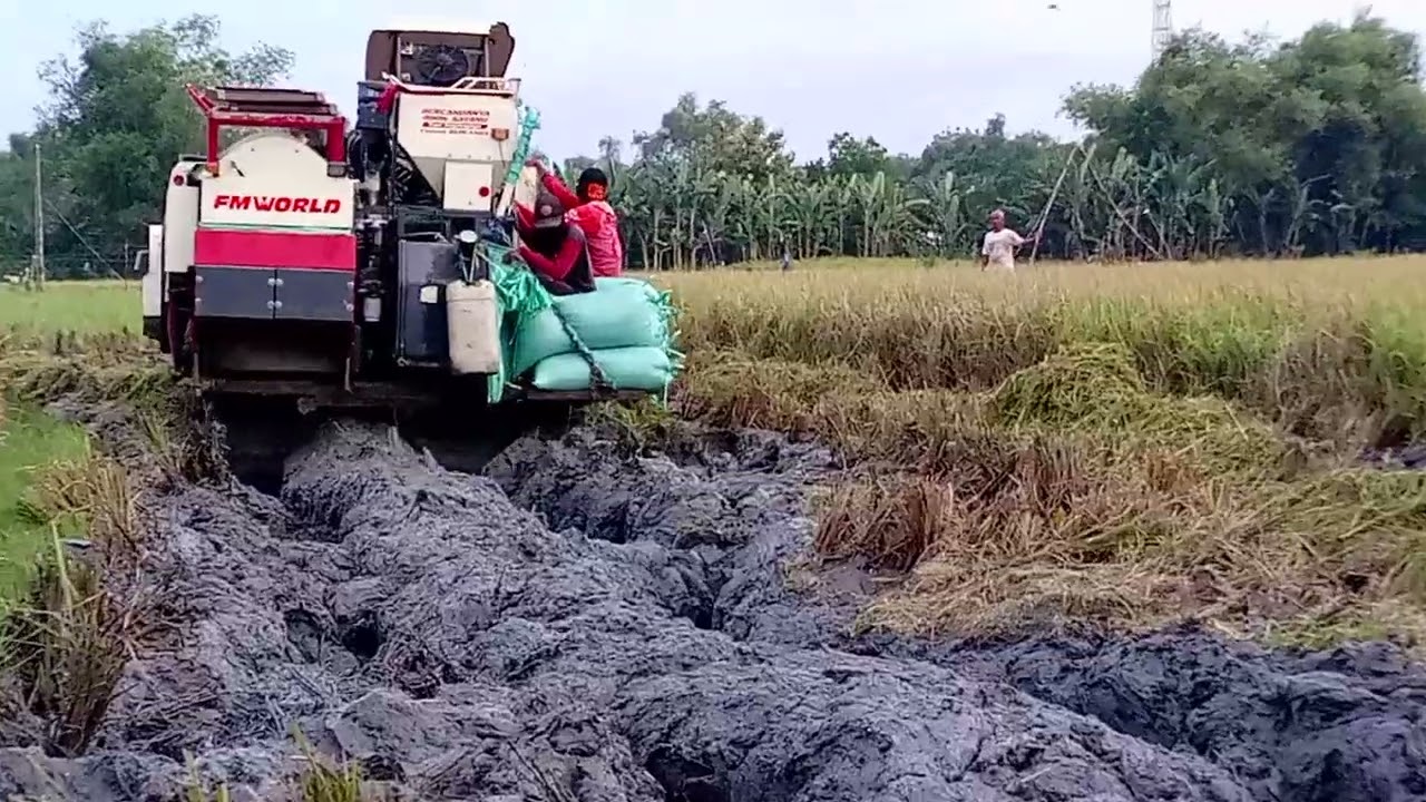 PANEN PADI DI LAHAN EXTRIM # BIMO102ss 