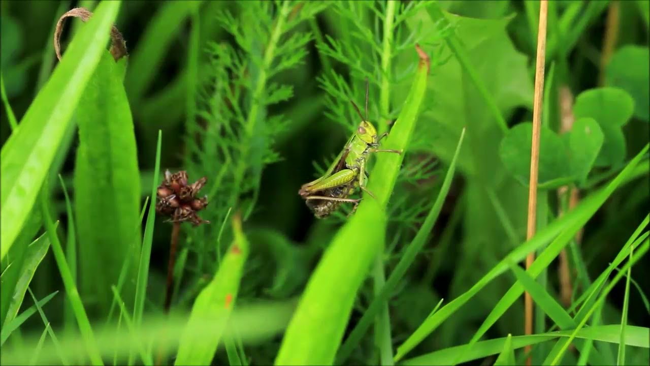 Grasshopper clicking it's legs