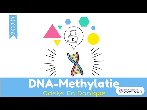 Video: DNA-methylering I Stamcellefornyelse Og Multipotens