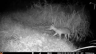 25/7/26 22:21 fox