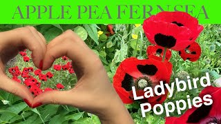 How To Grow Poppies from Seed: Look at Lovely Hardy Annual Poppy ‘Ladybird’