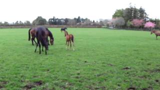 Mares & Foals at the Irish National Stud (April 2011). by followhounds 377 views 13 years ago 50 seconds