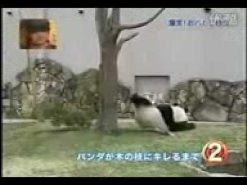 true Kung Fu Panda.3gp