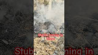 Stubble Burning In Village