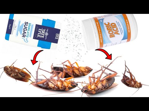 Video: Boric acid and cockroach yolk: proportions, recipe, rules of use