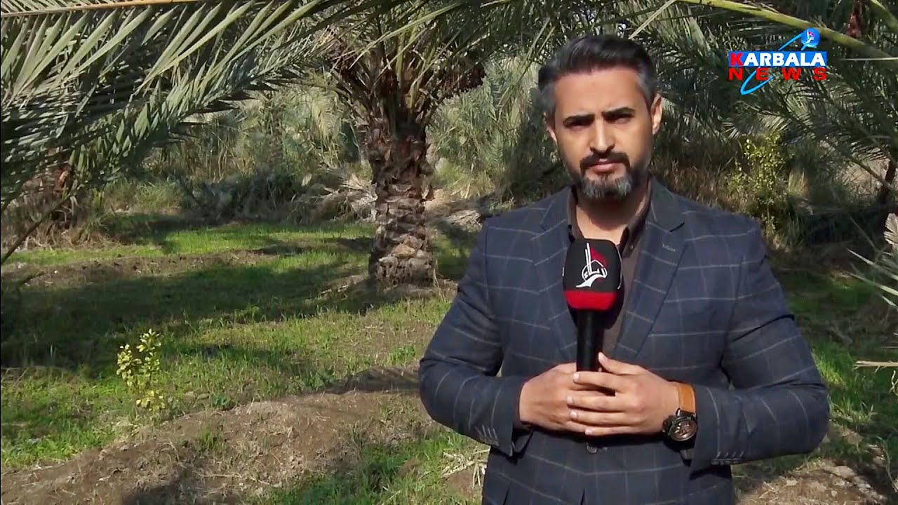 زراعة كربلاء تطلق حملة توعوية لحماية النخيل من آفة سوسة النخيل الحمراء المعروفة: بسرطان النخيل.