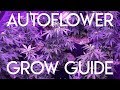 15 Plant Autoflower Grow - Low Stress Training and Feeding Schedule For Increased Yields