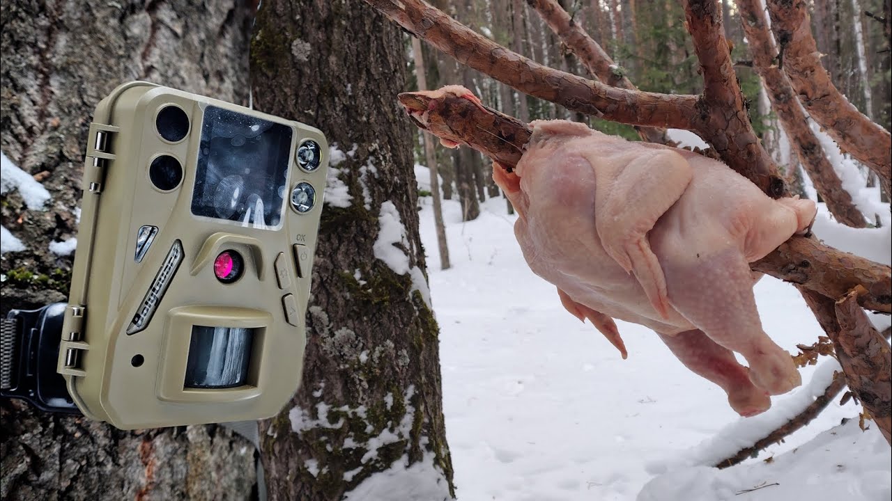 Курица как ПРИМАНКА в лесу - РЕЗУЛЬТАТ УДИВИЛ
