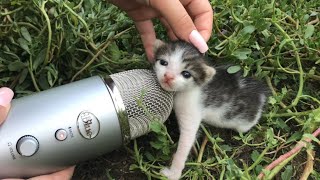 Cat ASMR in 1 minute