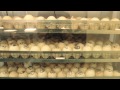 ИНКУБАЦИОННЫЕ ЯЙЦА \\ Подготовка и транспортировка инкубационного яйца \\ Птицеводство ТВ #2: